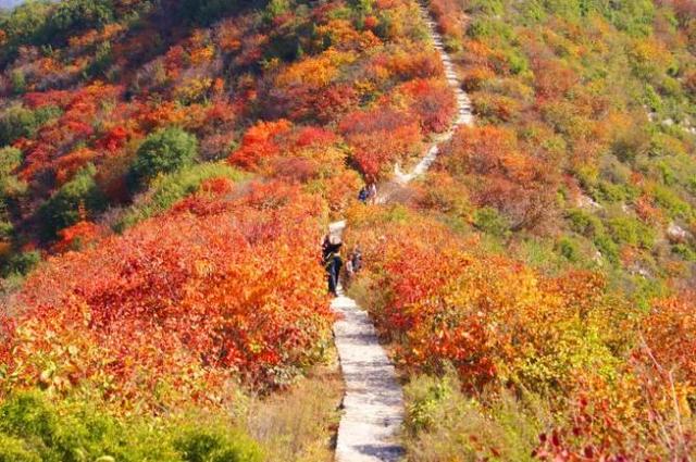 河南最美红叶观赏地图全新发布