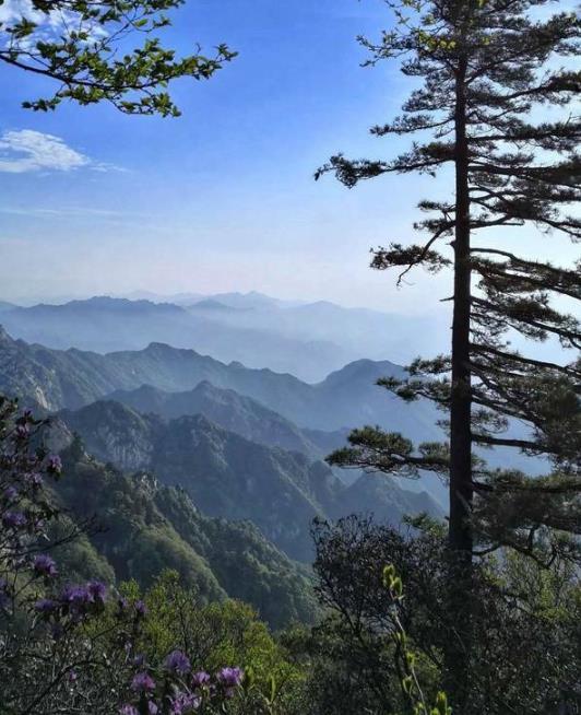 平頂山市第三屆山花節暨第15屆堯山杜鵑花節在堯山景區開幕