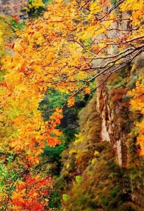 河南最美红叶观赏地图全新发布