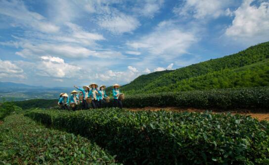 蓝山百叠岭生态茶园 摄影/黄建勇