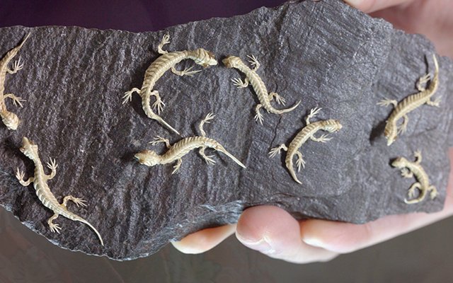 非遗传承人王文定:用棕编构造出的世界和梦想