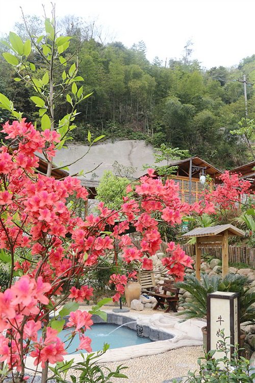 湖南莽山杜鹃花季节图片