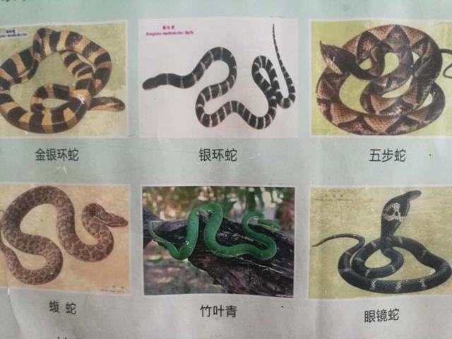 抓眼镜蛇做药酒被咬长沙医院急诊科频繁收治蛇咬伤患者
