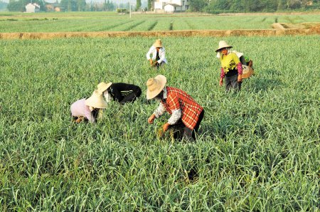 望城一青年農民憑一根蔥今年純賺260萬