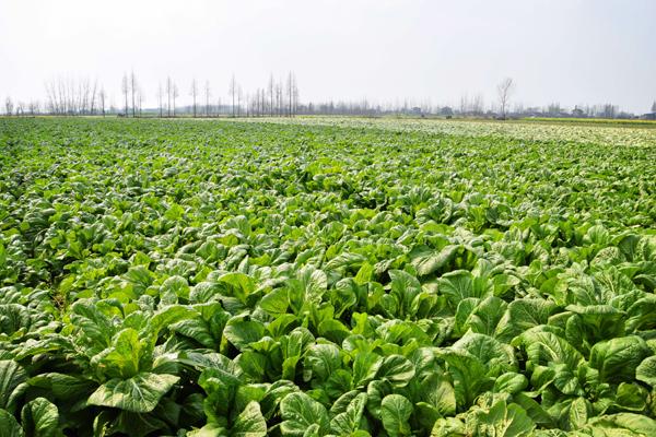 小青菜助力乡村振兴 华容将建国家级芥菜产业园