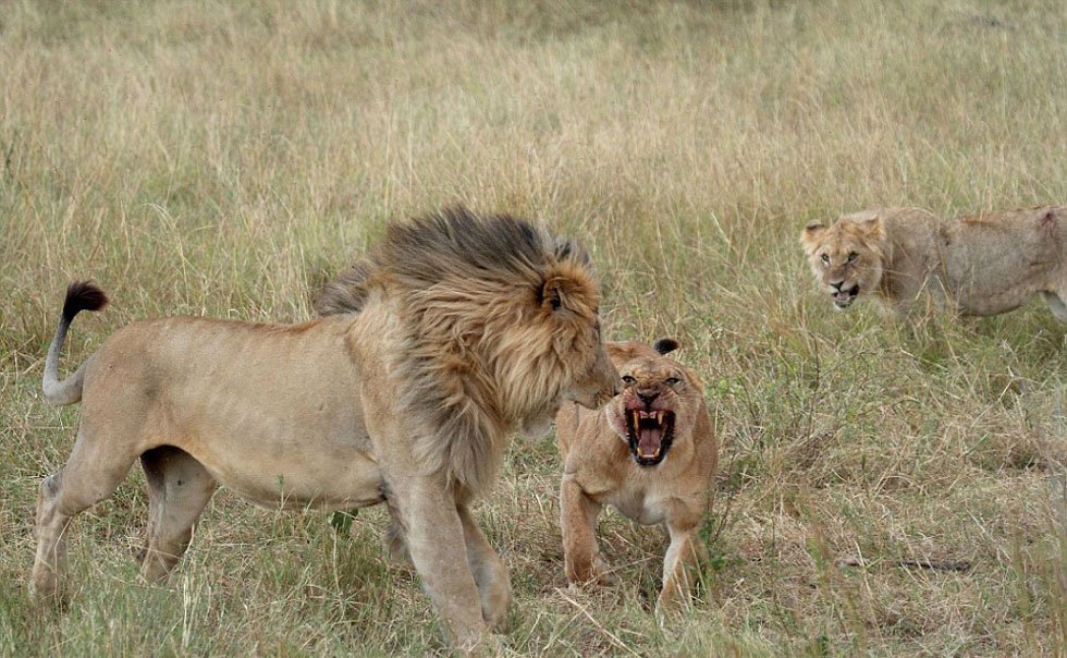 组图:非洲母狮为夺食暴打公狮 将其眼睛抓伤