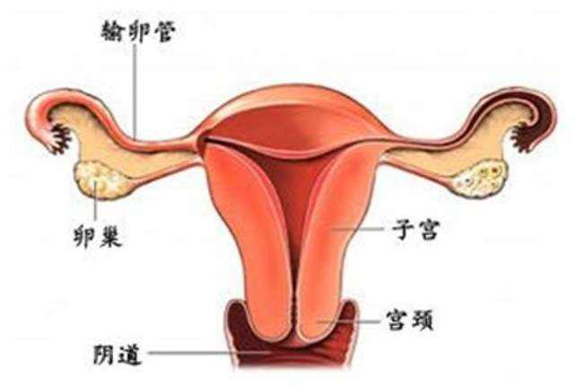 双子宫也能怀孕当妈妈 妇科专家支招提高成功率