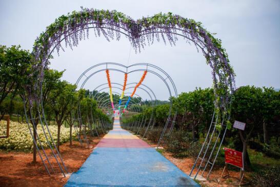 娄底涟源博盛生态园五一开园 邂逅浪漫风车花海