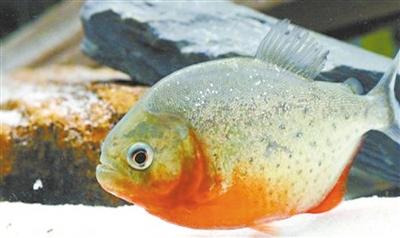 红腹食人鲳(资料图)