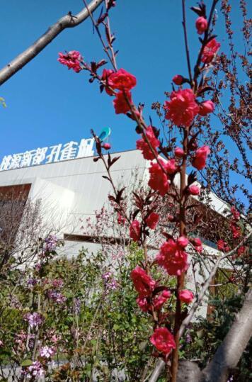 最美人间四月天，以赏花之名，赴一场幸福之约！