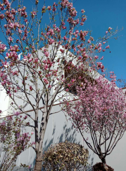 最美人间四月天，以赏花之名，赴一场幸福之约！