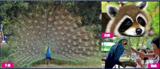 缤纷东南亚之旅童梦萌宠嘉年华 即将温馨上演
