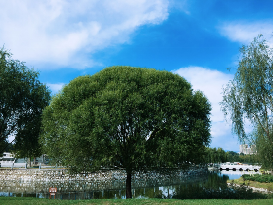 临水而居择湾而憩，释放天性，隐退心灵