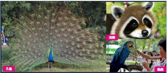 缤纷东南亚之旅 童梦萌宠嘉年华