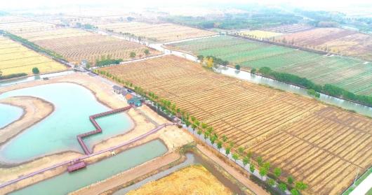 休闲娱乐新去处 嘉定这个湿地修复项目建成