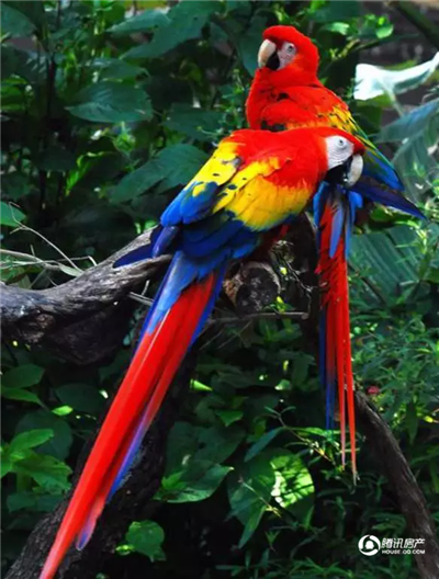 聪明又可爱的鹦鹉也将登场为大家带来感恩节的祝福欢迎各路朋友的到来