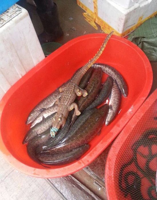 记者佯装要买鳄鱼肉,店内一名女子表示没有,并解释称杨先生看到的其实