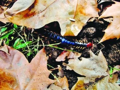 南京一花园现"蜈蚣精" 长20厘米毒性大