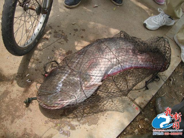 南京市民长江口钓到一米多长大鲶鱼 重20多斤