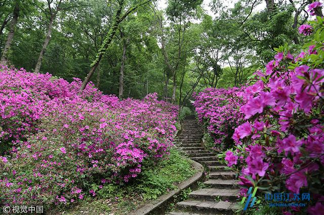 镇江南山杜鹃花开满园景色美