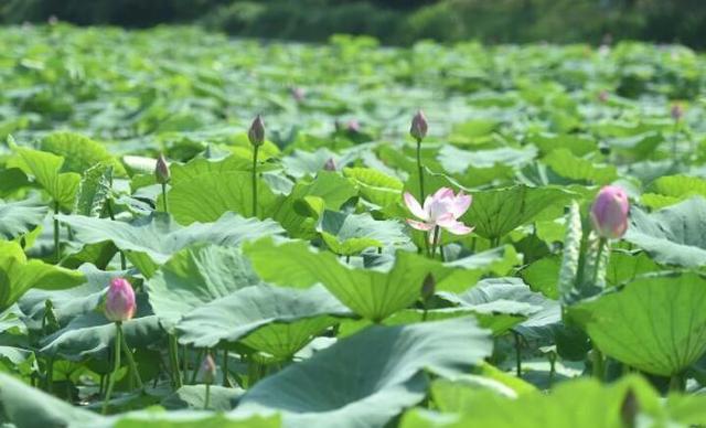 蓮葉何田田意思(蓮葉何田田意思的場景)