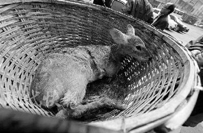 南京紫金山上獐子总被困 多因找水不容易障碍太多