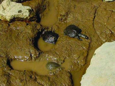 江边泥沙滩上晒太阳的老鳖.