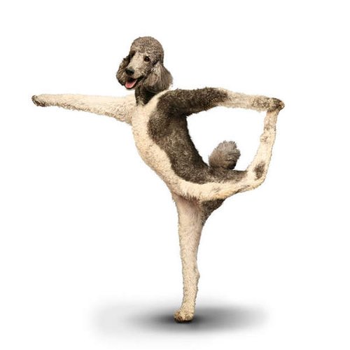 主题:狗狗练瑜伽,姿势那叫一个销魂啊