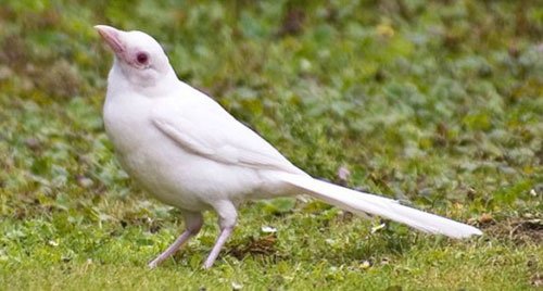 组图:罕见!摄影爱好者拍到白化喜鹊