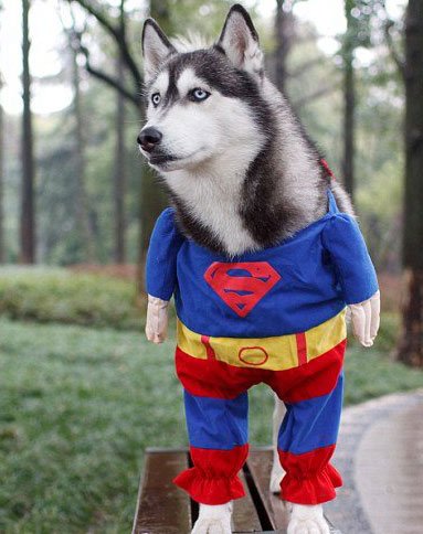 可爱哈士奇"超人狗"网络走红