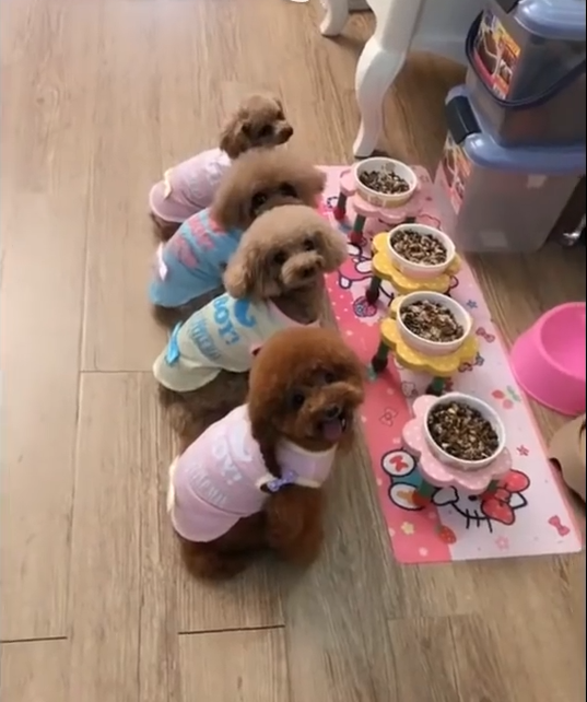 四只小贵宾排队等吃饭太整齐了简直萌哭了