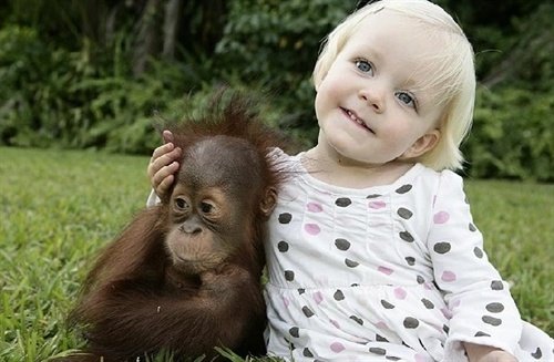 组图:当猩猩喜欢上小女孩