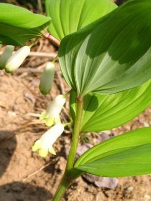 效果超好6大平民抗衰老仙草