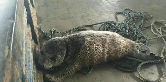 斑海豹幼崽被冻兴城冰面 渔民救其脱险
