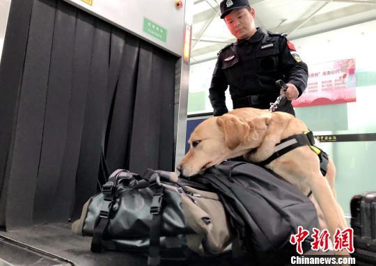 大连海关引入缉私犬 提升对进出境物品监管效能