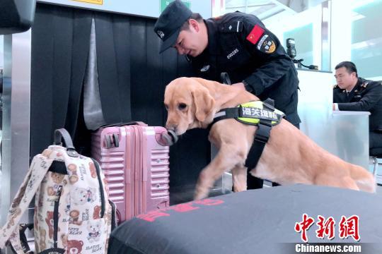 大连海关引入缉私犬 提升对进出境物品监管效能