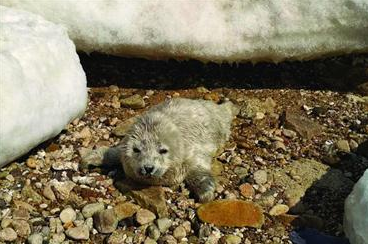 葫芦岛两个月大斑海豹海边遇险获救