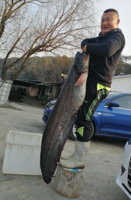 辽宁男子捕获一条巨型鲶鱼 重达64.1斤