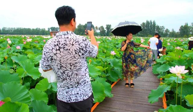 为“荷”而来，“香”约盘锦第九届荷花旅游文化节