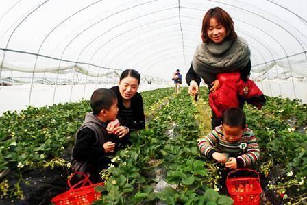 日光温室大棚反季蔬果 让阜蒙县村民预计收入达30万元