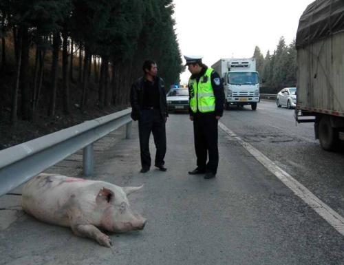 丹东一村民家肥猪丢失 民警帮助寻找