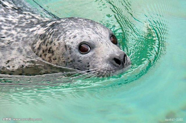 大石桥市某小区物业非法豢养斑海豹 现送到抚顺海洋管