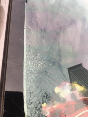 鸽子从天而降 砸碎汽车风挡玻璃