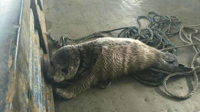 斑海豹幼崽被冻冰面 渔民救其脱险