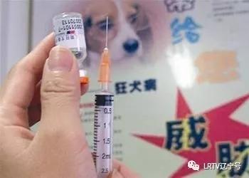 必须警惕！一个月内2000沈阳人接种狂犬疫苗