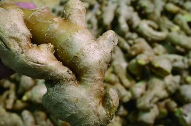 这些毒生姜害人不浅!3招教你练就火眼金睛 - 食品安全与风险分析 - 食