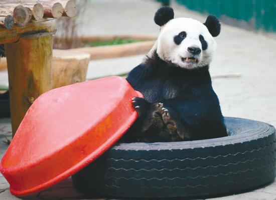 沈阳四只大熊猫“搬家”