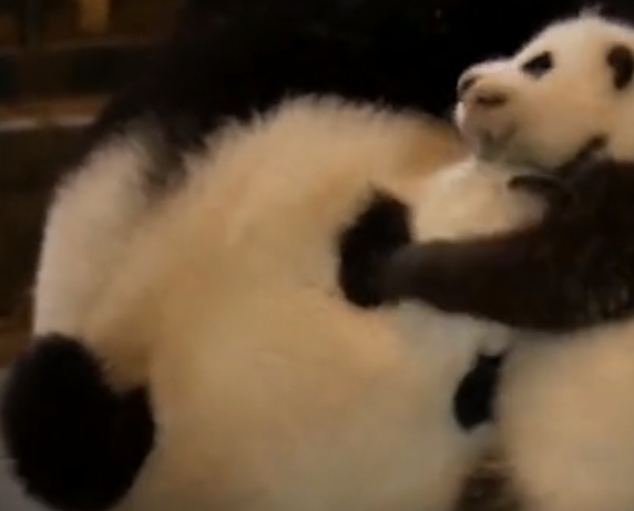 中国第一只被国外退回的熊猫，原因却很暖心，网友：做得好！