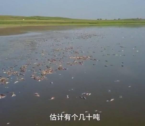 法库一水库死鱼损失超百万？水库管理办公室回应……