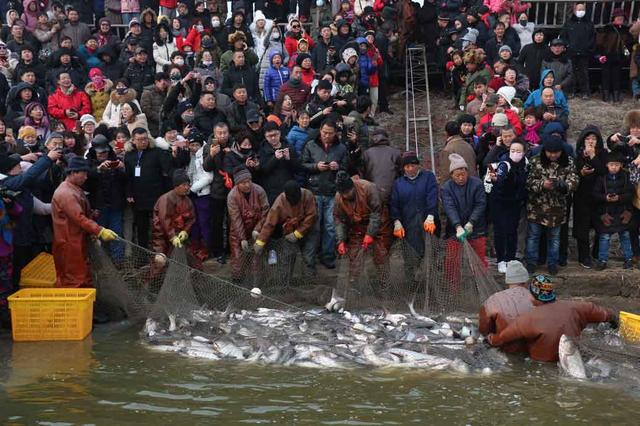 卧龙湖新年第一网 6万多斤鱼来迎新年